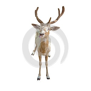 Young beautiful sika deer isolated on white background. Deer tongue out