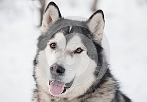 Young beautiful smiling alaskan malamute dog in snow. winter .