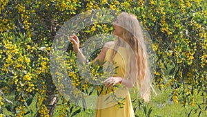 Young beautiful smiling woman in spring Australian Golden wattle trees.