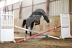 Young beautiful sport horse free jumps over a hurdle indoors