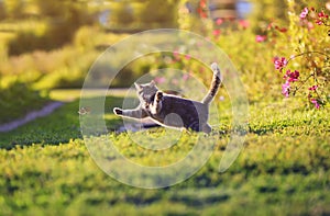 Young beautiful striped cat playing in a Sunny summer garden on the green grass and catches a small blue butterfly flying by with