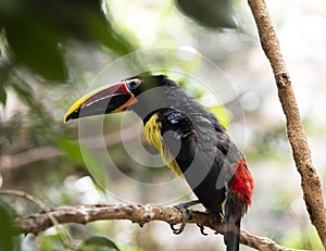 A young beautiful Toucan sits on a branch. exotic bird in the natural environment, macro, there is a place for text