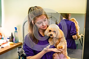 A young beautiful veterinarian girl holds a small Maltipa dog in her arms in a clinic for the treatment of animals