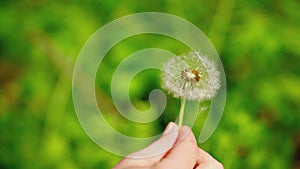 Young beautiful woman blowing on a ripe dandelion whose seeds are flying around.