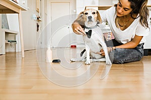 young beautiful woman brushing her dog in her home