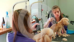 A young beautiful woman hairdresser cuts a small Maltipoo dog with a trimmer in a grooming salon in front of a mirror