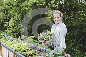 Young beautiful woman harvests vegetables like lettuce, spinach, radishes, from raised beds in garden
