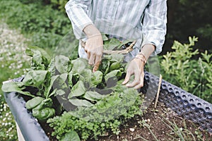 Young beautiful woman harvests vegetables like lettuce, spinach, radishes, from raised beds in garden