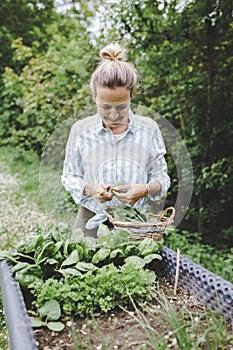 Young beautiful woman harvests vegetables like lettuce, spinach, radishes, from raised beds in garden