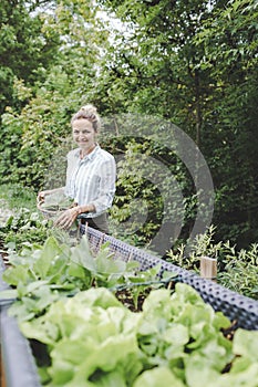 Young beautiful woman harvests vegetables like lettuce, spinach, radishes, from raised beds in garden