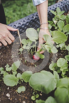 Young beautiful woman harvests vegetables like lettuce, spinach, radishes, from raised beds in garden