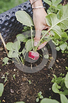 Young beautiful woman harvests vegetables like lettuce, spinach, radishes, from raised beds in garden