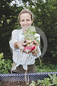 Young beautiful woman harvests vegetables like lettuce, spinach, radishes, from raised beds in garden