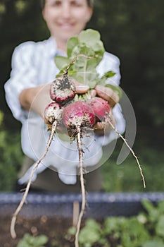 Young beautiful woman harvests vegetables like lettuce, spinach, radishes, from raised beds in garden