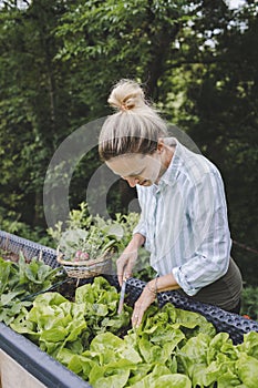 Young beautiful woman harvests vegetables like lettuce, spinach, radishes, from raised beds in garden