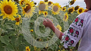 Young beautiful woman in a hat walks across the field with tall sunflowers.