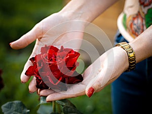 Young beautiful woman holding a rose flower in hands