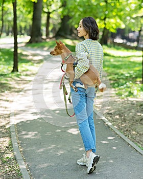 A young beautiful woman holds a dog in her arms for a walk. non-barking african basenji dog.