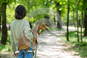 A young beautiful woman holds a dog in her arms for a walk. non-barking african basenji dog.