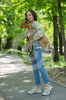 A young beautiful woman holds a dog in her arms for a walk. non-barking african basenji dog.