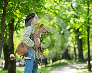 A young beautiful woman holds a dog in her arms for a walk. non-barking african basenji dog.
