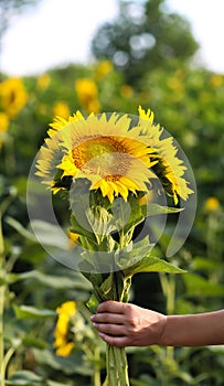 Young beautiful woman stands in a field of sunflowers