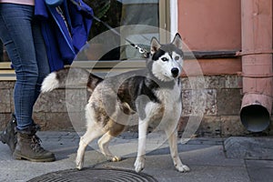 Young beautiful woman walking cute furry siberian husky dog on city streets