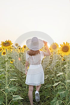 young beautiful woman wearing hat standing between sunflowers in sunset