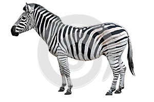 Young beautiful zebra isolated on white background. Zebra close up. Zebra cutout full length.