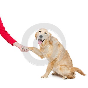 Young beautiul golden retriever dog