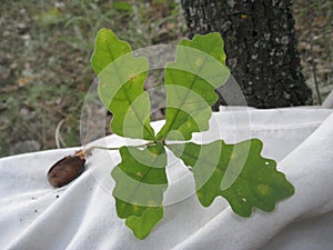 Young beauty of acorn oak leaves