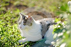 A young beauty cat is in the backyard of the house among the bright green grass on a bright sunny summer day. Cute pussycat. Lost