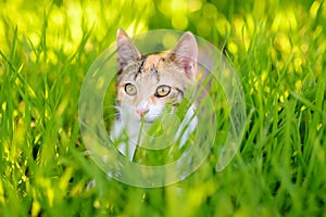 A young beauty cat is in the backyard of the house among the bright green grass on a bright sunny summer day. Cute cat. Tricolor