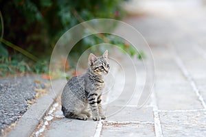 Young beauty cat on summer day on street of town. Cute kitty. Tabby pussycat. Lost pet photo