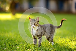 Young beauty tomcat is on green grass meadow on bright sunny summer day