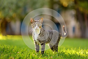 Young beauty tomcat is on green grass meadow on bright sunny summer day