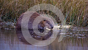 Young beaver chewing on branch