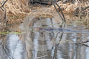 A Young Beaver Swimming in a Marshland