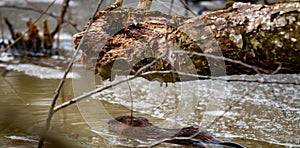 A young beaver swims in a partly frozen canadian water stream