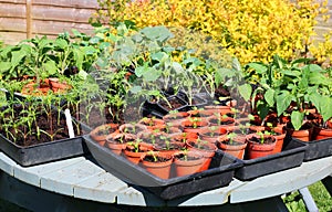 Young bedding plants in boxes ready for planting.