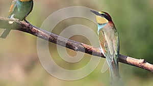 Young bee-eater asks for food from parents