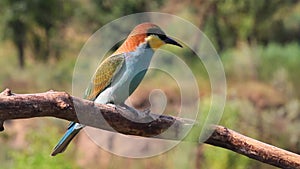 Young bee-eater sits on a branch and looks around