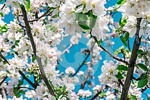 A young bee pollinates an apple tree flower. Spring background
