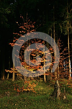 Young beech illuminated by the rays of the rising sun.