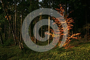 Young beech illuminated by the rays of the rising sun.