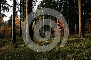 Young beech illuminated by the rays of the rising sun.