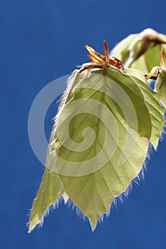 Young Beech leaves.