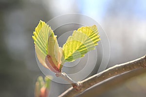 Young beech leaves