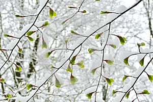 Young beech leaves covered in snow