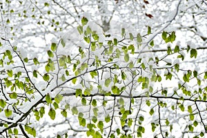 Young beech leaves covered in snow